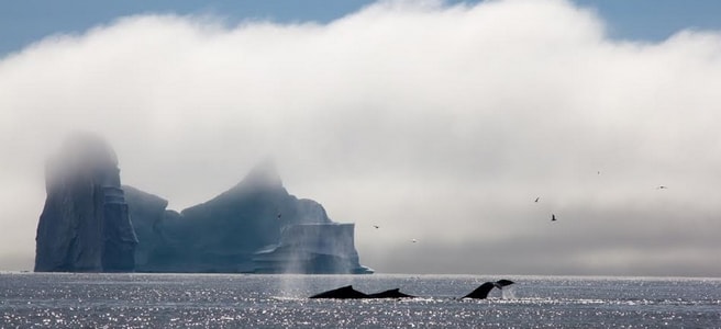 voyage-groenland-iceberg-baleines-c-kerdiles
