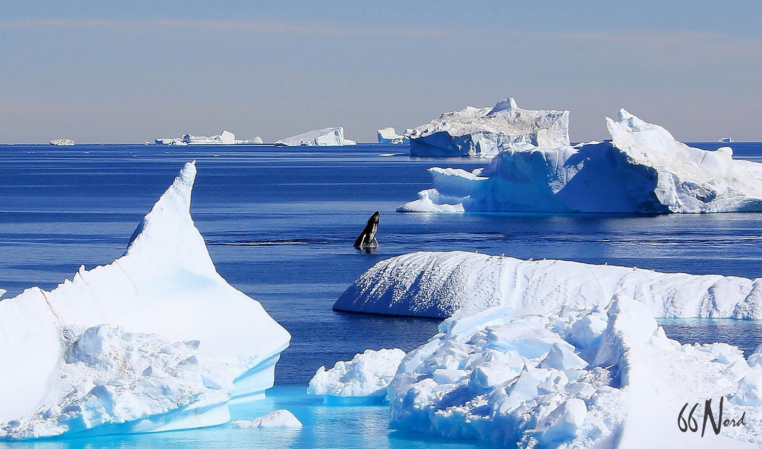 baleine au groenland au milieu des icebergs 66°Nord