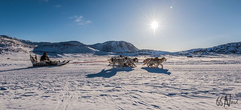 Traîneau à chiens au Groenland