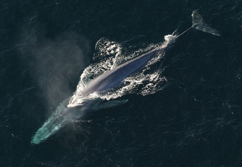 Baleine bleue Canada Québec