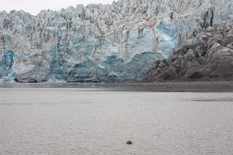 Phoque annelé au pied du glacier ©Amélie Désiré