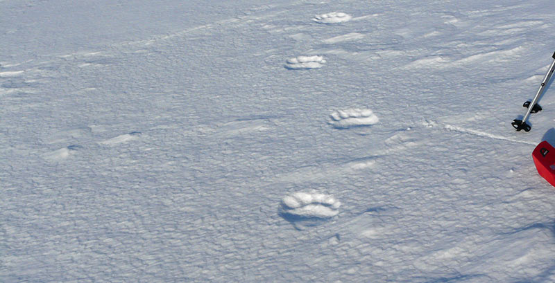Traces d'ours blanc dans la neige, Svalbard ©Aurélie Trincal