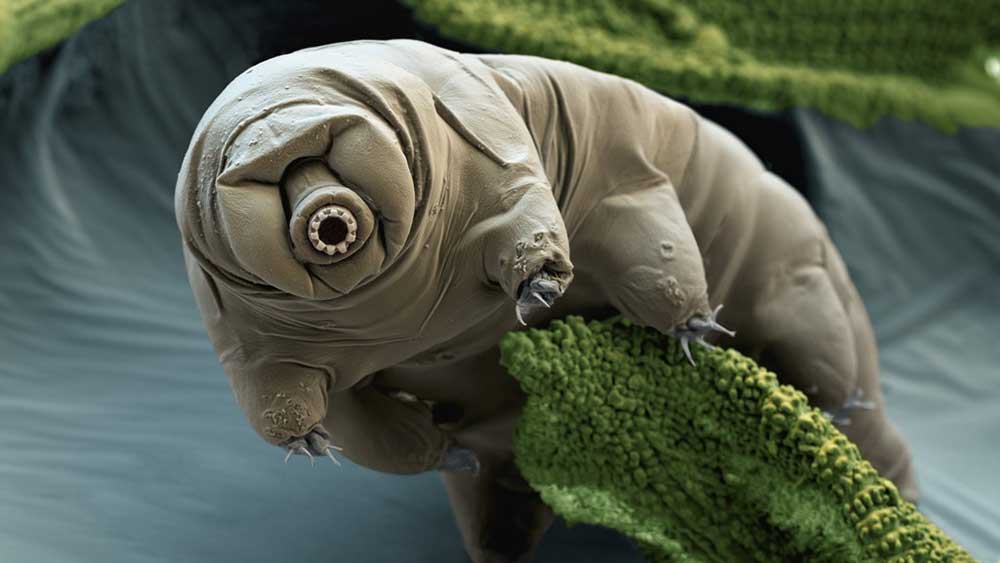 ourson d'eau (tardigrade). Crédit photo : Science & vie
