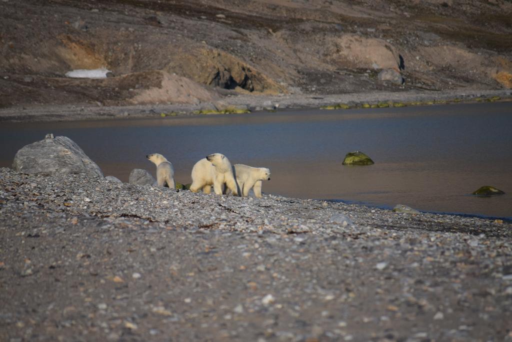 Ours polaires au Svalbard