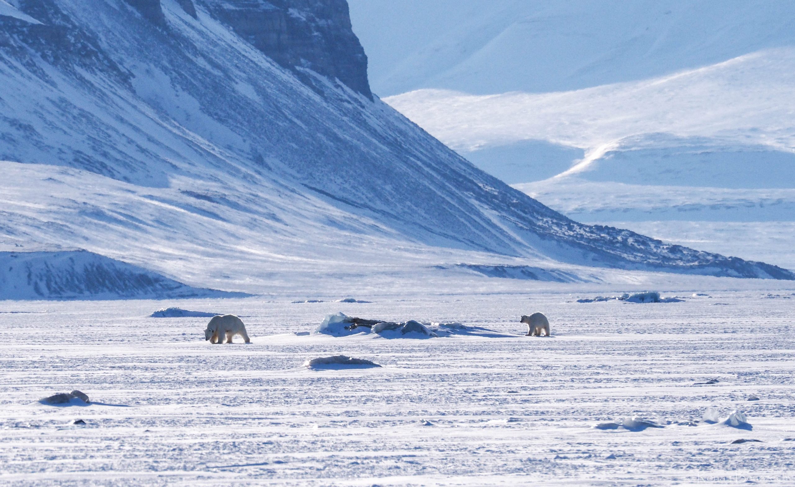 Ours polaires au Svalbard