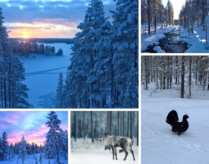 Paysage de Finlande l'hiver