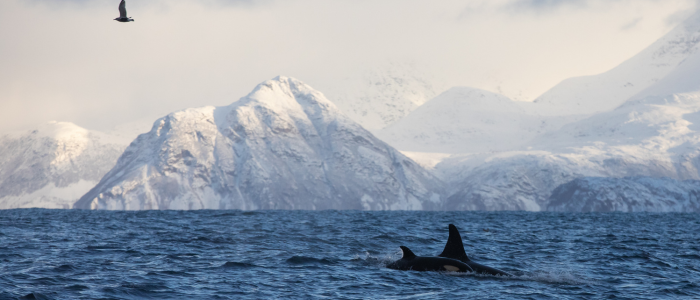 Orque nageant dans les eaux froides de Tromso, en Norvège. ©Kertu